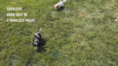 CAVALIER (JUL 18) 3 FEMALES/2 MALES