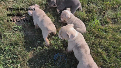 ENGLISH BULLDOG (06/30) MALE