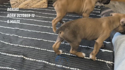 BOXER (OCT 12) MALES