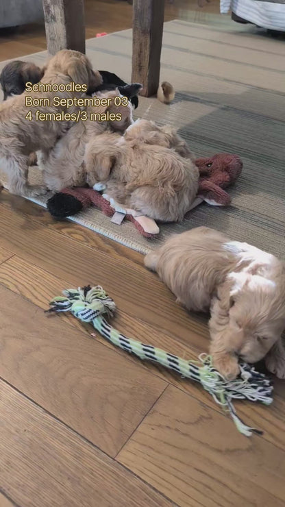 SCHNOODLE (SEP 03) 4 FEMALES/3 MALES