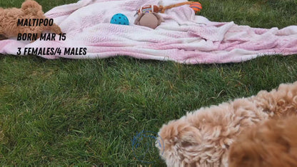 MALTIPOO (03/15) MALE