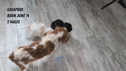 CAVAPOO (JUN 14) MALES