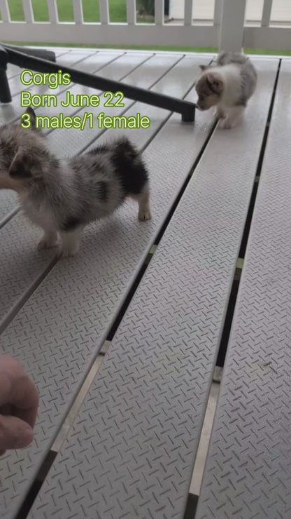 CORGI (JUN 22) FEMALE