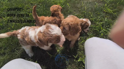 CAVAPOO (06/19) MALE