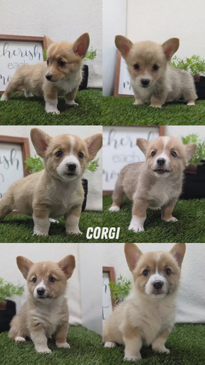 CORGI (07/10) FEMALE