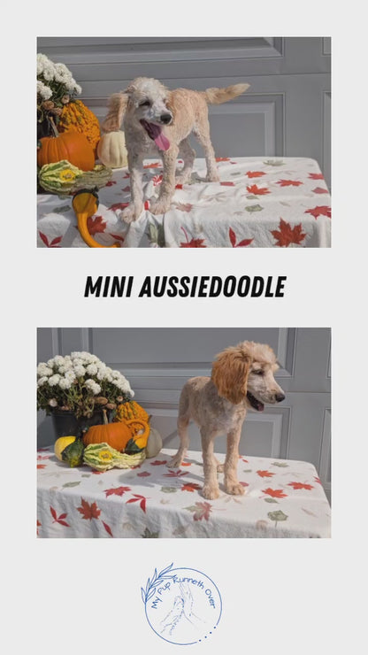 MINI AUSSIEDOODLE (06/21) MALE