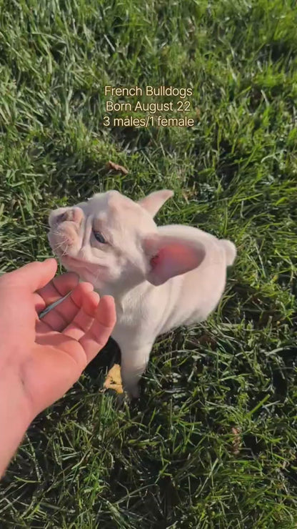 FRENCH BULLDOG (AUG 22) 3 MALES/1 FEMALE