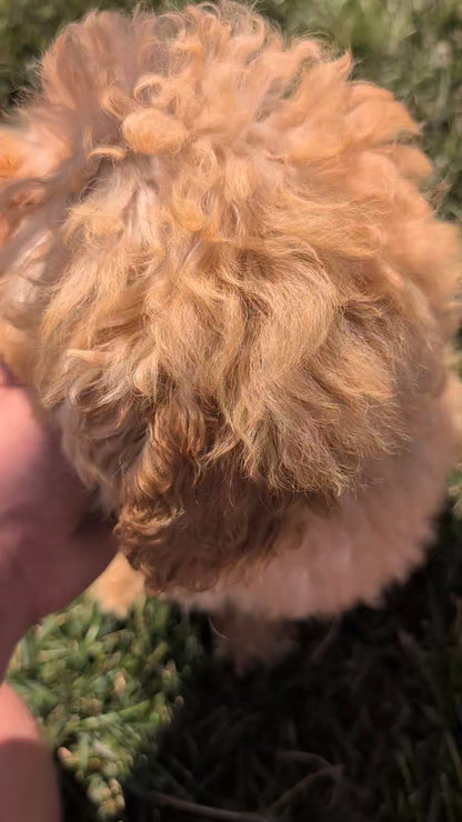 MINI POODLE (05/19) FEMALE