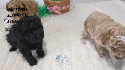 MINI POODLE (03/13) FEMALE