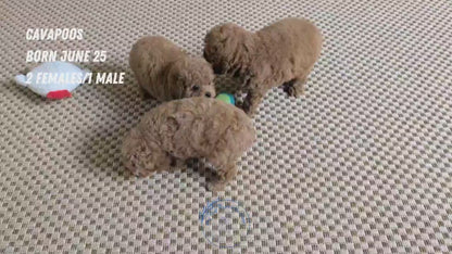 CAVAPOO (JUN 25) FEMALES
