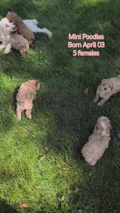 MINI POODLE (APR 03) FEMALES
