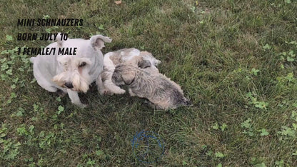 MINI SCHNAUZER (07/10) MALE
