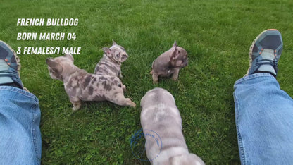 FRENCH BULLDOG (03/04) MALE