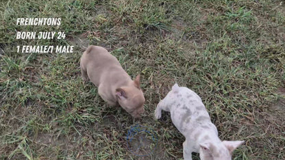FRENCHTON (JUL 24) 1 FEMALE/1 MALE