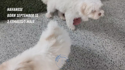 HAVANESE (09/13) FEMALE