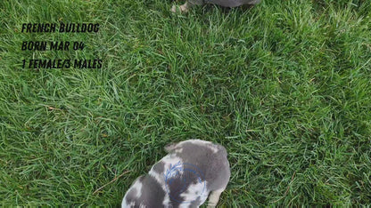 FRENCH BULLDOG (03/04) MALE