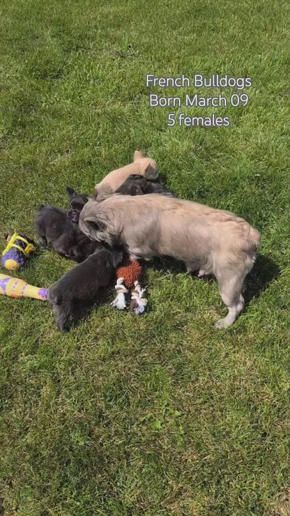 FRENCH BULLDOG (MAR 09) FEMALES