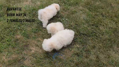 HAVANESE (MAY 14) MALES