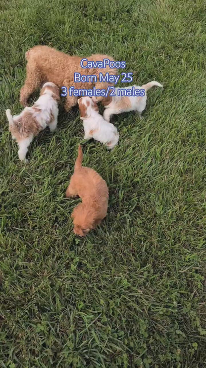 CAVAPOO (MAY 25) FEMALES
