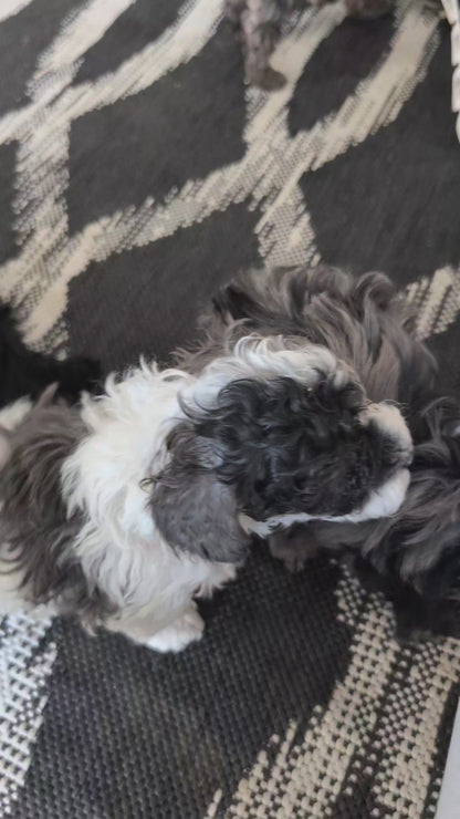 COCKAPOO (NOV 07) MALES