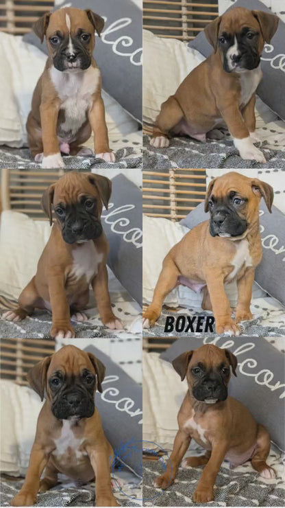 BOXER (OCT 12) MALES
