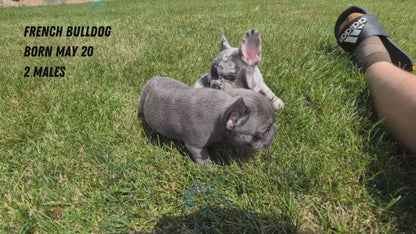 FRENCH BULLDOG (05/20) MALE