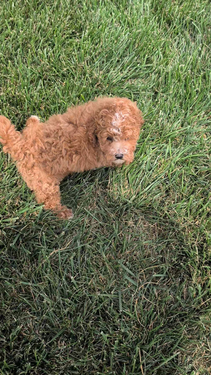 MINI POODLE (JUN 05) FEMALE