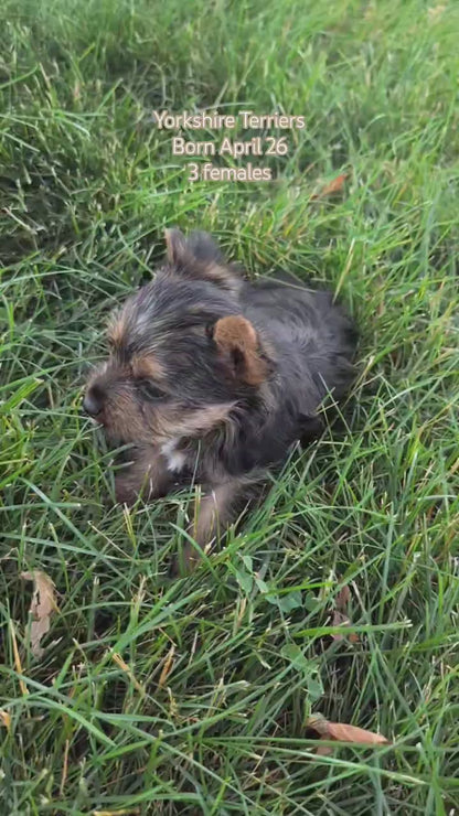 YORKSHIRE TERRIER (APR 26) FEMALES