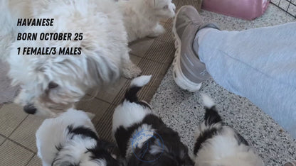 HAVANESE (OCT 25) MALES