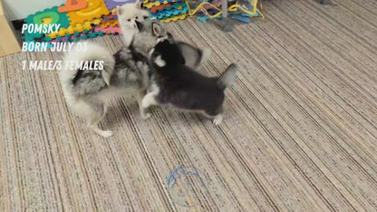 POMSKY (JUL 03) 1 MALE/3 FEMALES