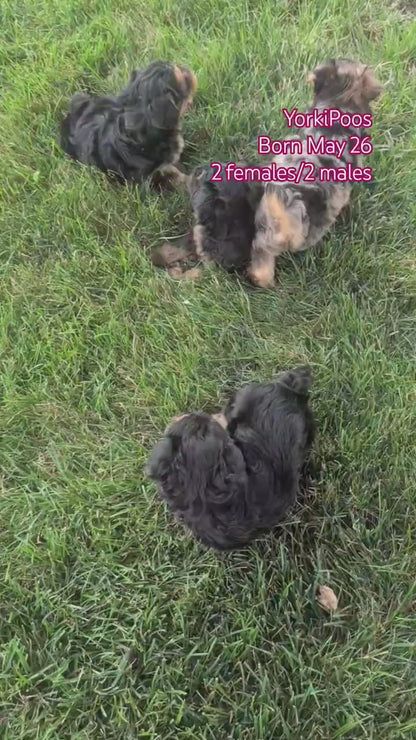 YORKIPOO (MAY 26) MALES