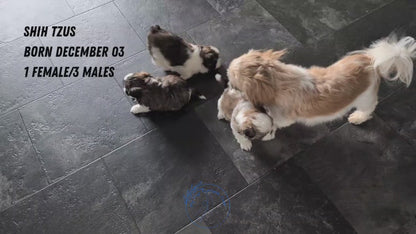 SHIH TZU (DEC 03) FEMALE