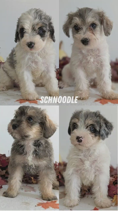 SCHNOODLE (09/20) FEMALE