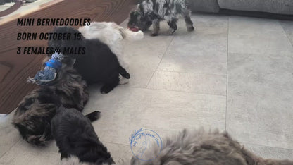 MINI BERNEDOODLE (OCT 15) MALES
