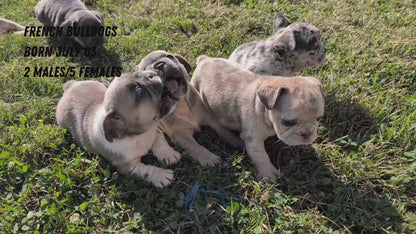 FRENCH BULLDOG (07/03) MALE
