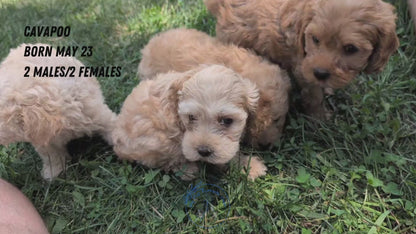 CAVAPOO (05/23) FEMALE
