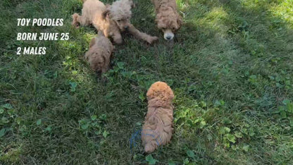 TOY POODLE (JUN 25) MALES
