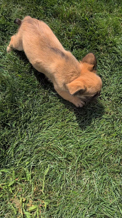 FRENCH BULLDOG (MAY 26) FEMALE