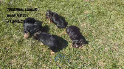 YORKSHIRE TERRIER (02/28) MALE