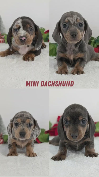 MINI DACHSHUND (OCT 20) MALES