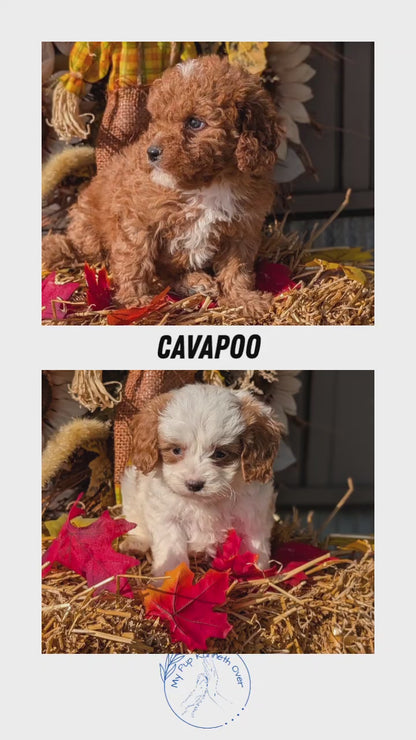 CAVAPOO (07/26) MALE