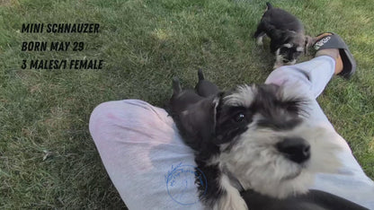 MINI SCHNAUZER (05/29) MALE