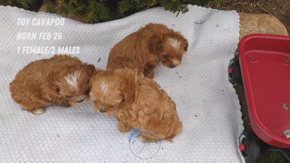 TOY CAVAPOO (02/26) MALE