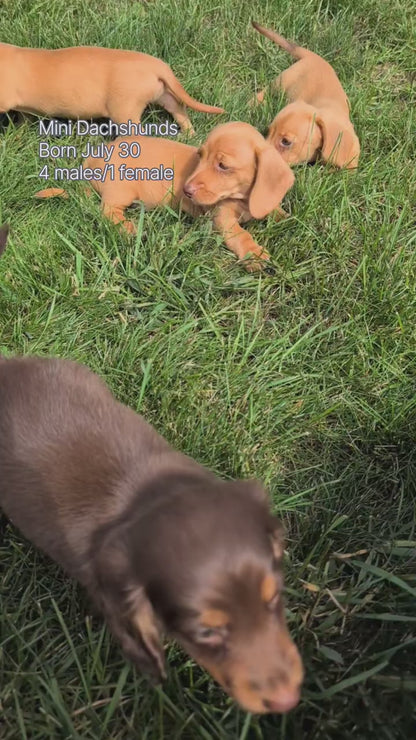 MINI DACHSHUND (JUL 30) 4 MALES/1 FEMALE