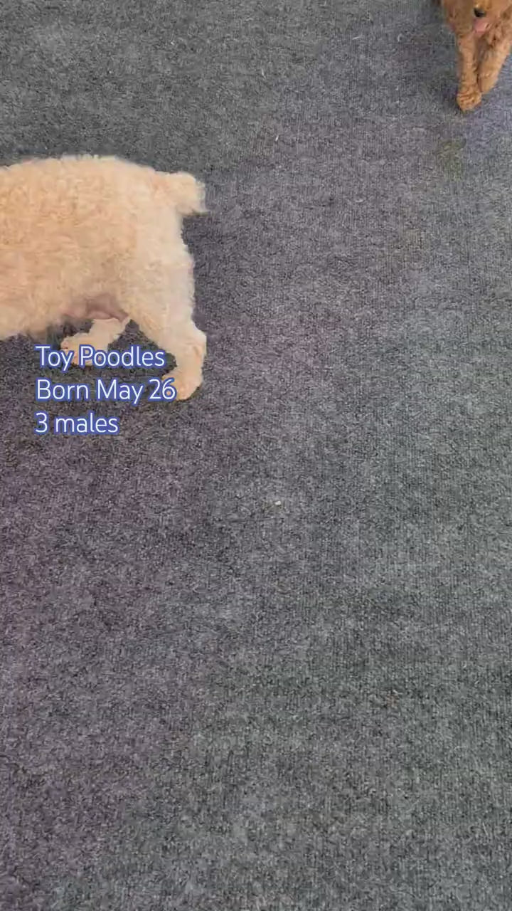 Load video: 