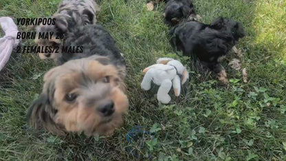 YORKIPOO (MAY 26) MALES
