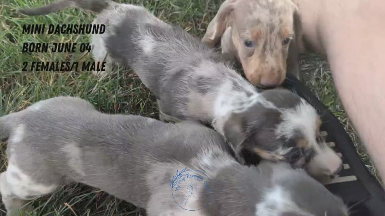 Load video: 