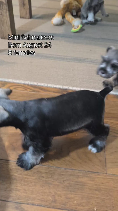 MINI SCHNAUZER (AUG 24) 8 FEMALES