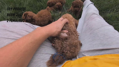 TOY POODLE (07/01) MALE