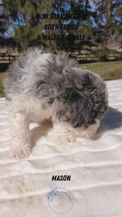 MINI BERNEDOODLE (02/09) MALE